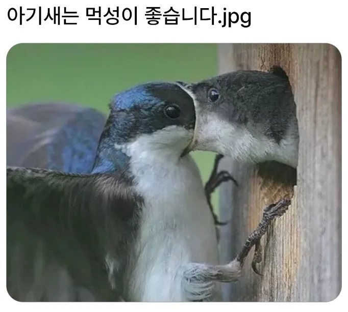 먹성이 좋은 아기새_1.webp