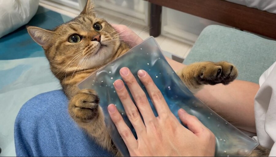 고양이: 이거 시원하긴 한데...🧊_1.jpg