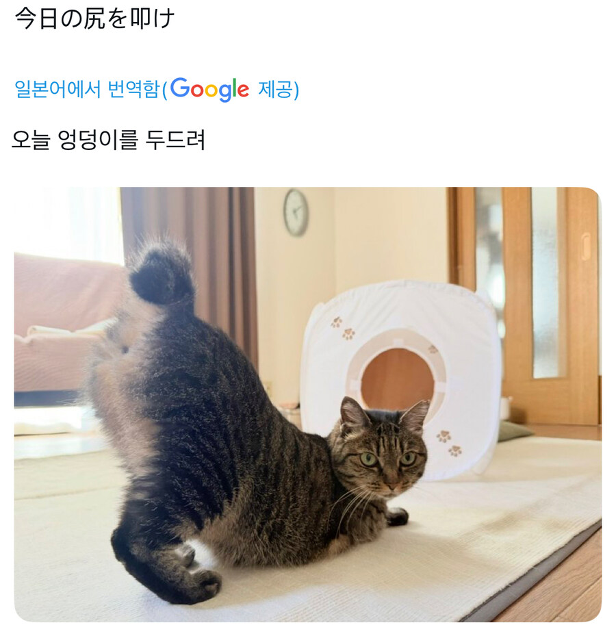 자세를 잡아주는 고양이_1.jpg