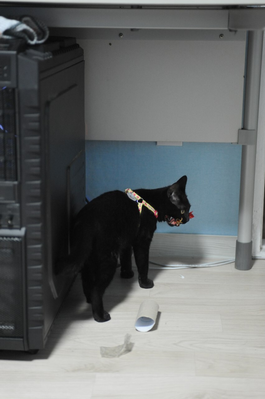 우리집 검은 고양이 2 (2일째..)_2.jpg