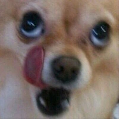 젠레스) 우리 복복이 너무 귀엽지 않나요_1.png