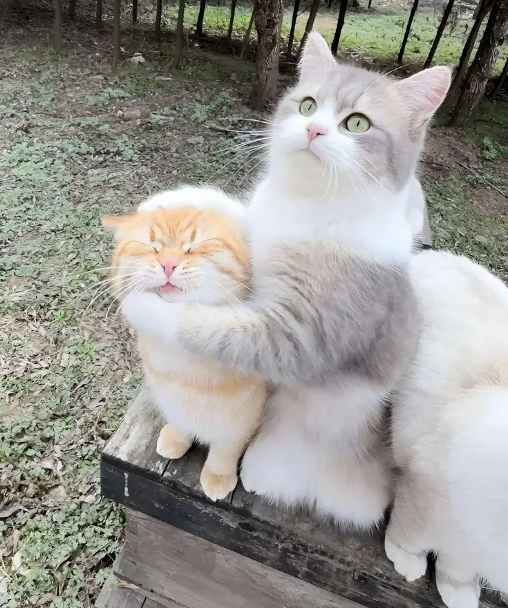 카메라좀 보라옹_1.webp