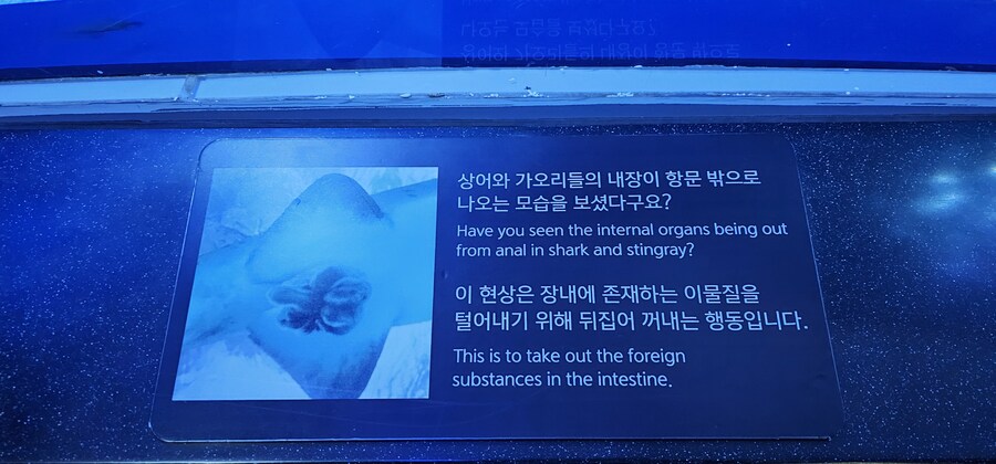 수녀님 상어글 보고, 추가적인 지식을 알려줄게._2.jpg