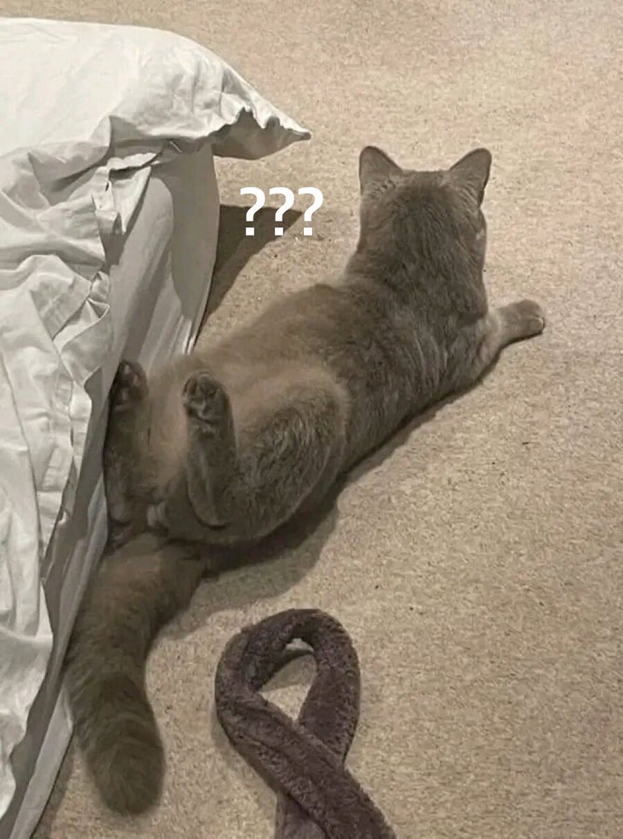 누워앉아있는 고양이.jpg_1.jpg