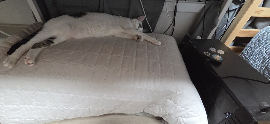 고양이들은 따듯한걸 좋아하냐?_1.jpg