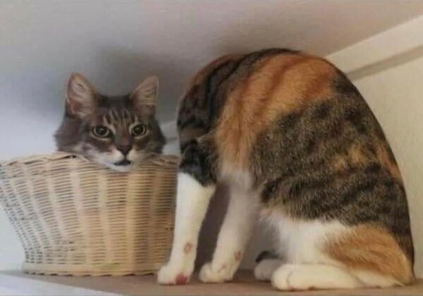 "크크큭... 고양이 공주라고? 이걸 말하는 것이냐?"_1.png
