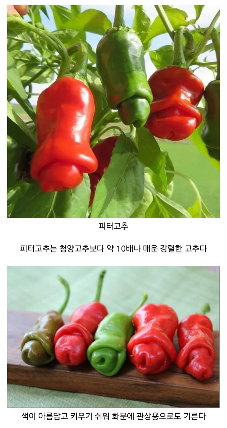 재미있고 신비한 열매들_1.jpg