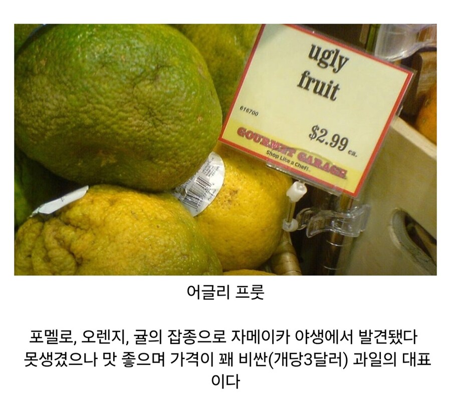재미있고 신비한 열매들_3.jpg