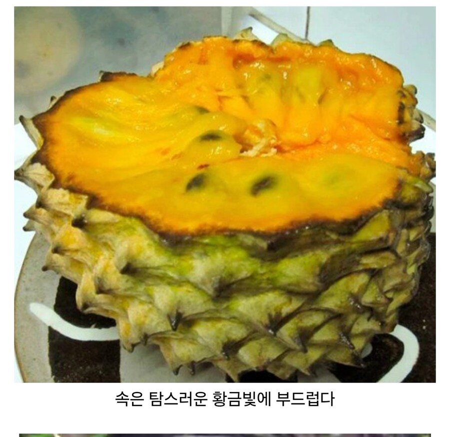 재미있고 신비한 열매들_13.jpg