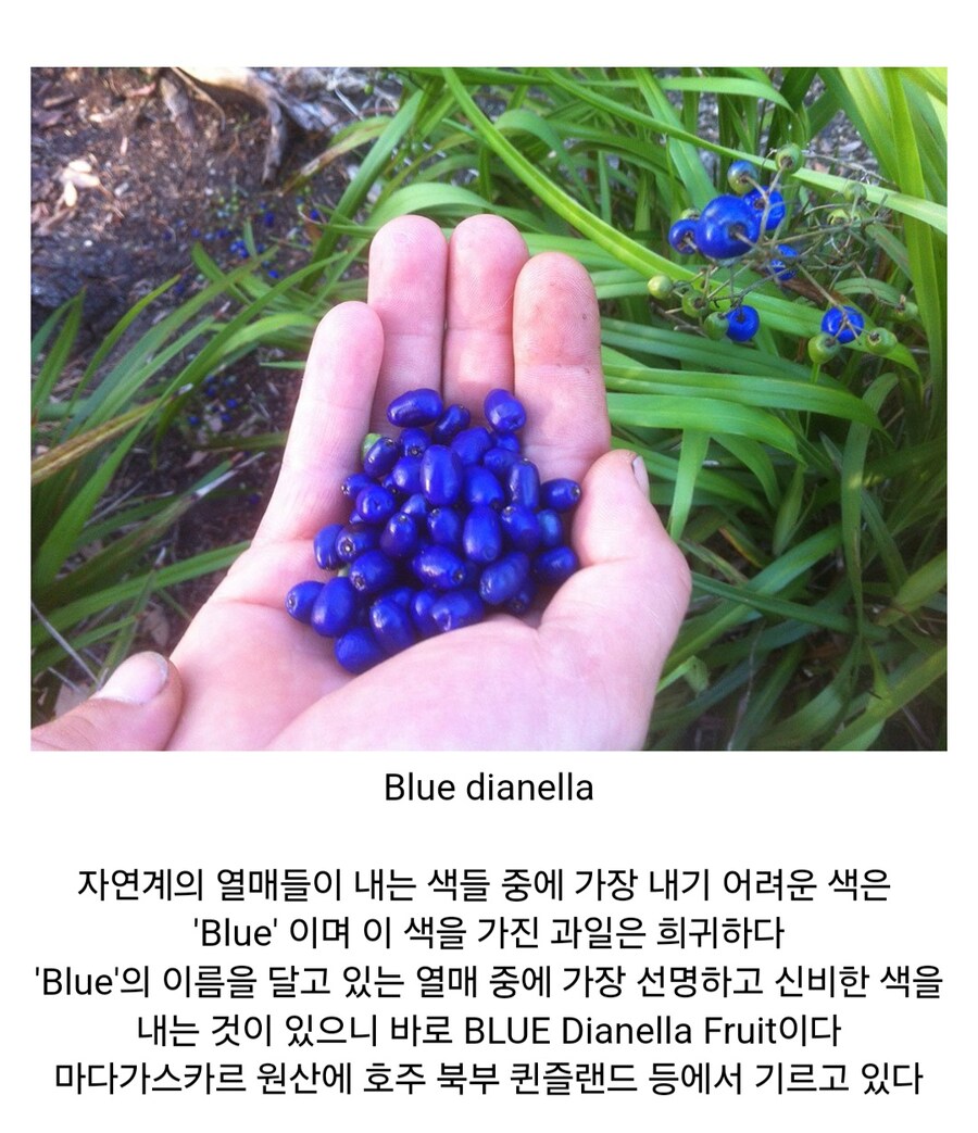재미있고 신비한 열매들_15.jpg