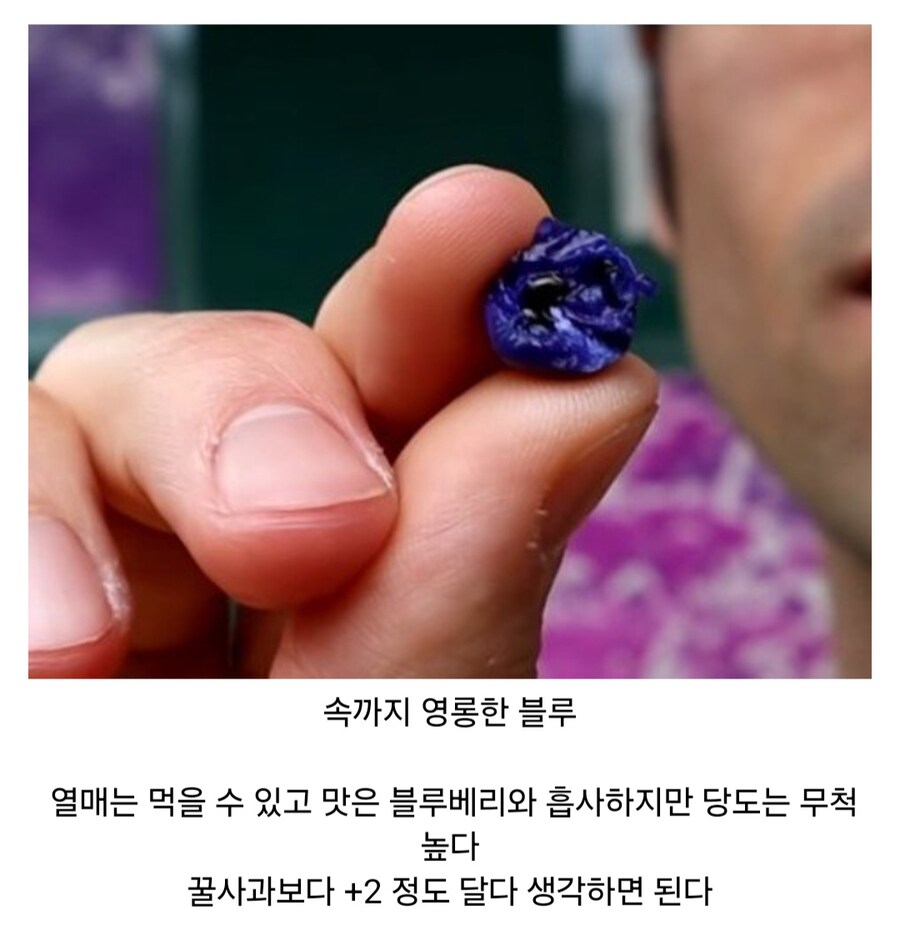 재미있고 신비한 열매들_16.jpg