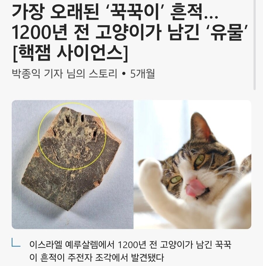 1200년전 고양이 꾹꾹이 유물 발견.jpg_1.jpg