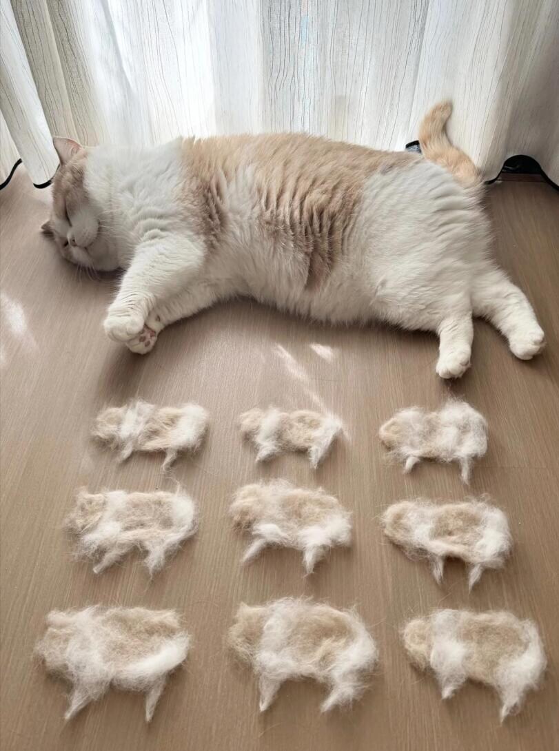 새끼 9마리를 낳은 냥이냥이_1.jpg