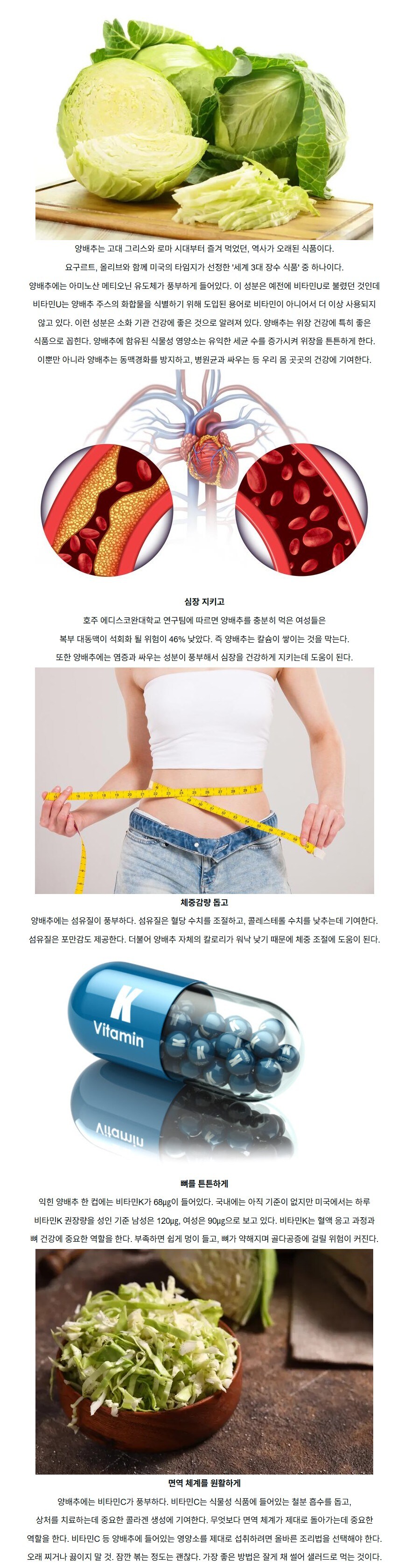 위장뿐만 아니라 심장과 뼈에도 좋은 양배추의 효과_1.jpg