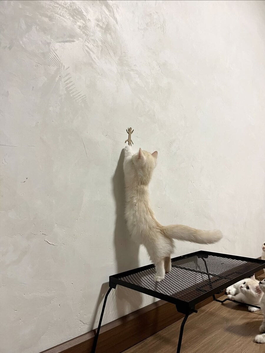 벽에 종이 도마뱀을 붙여놓으면?_3.jpg