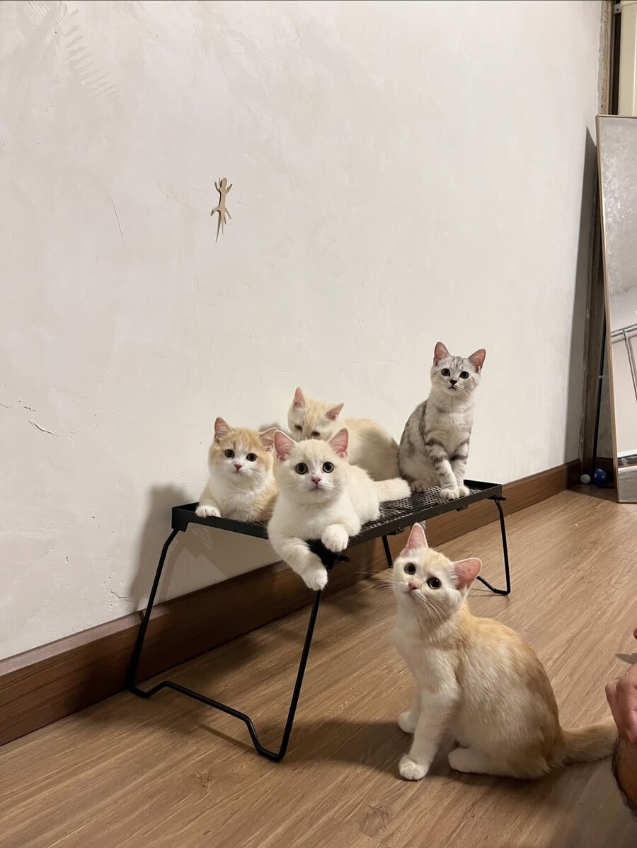 벽에 종이 도마뱀을 붙여놓으면?_5.jpg
