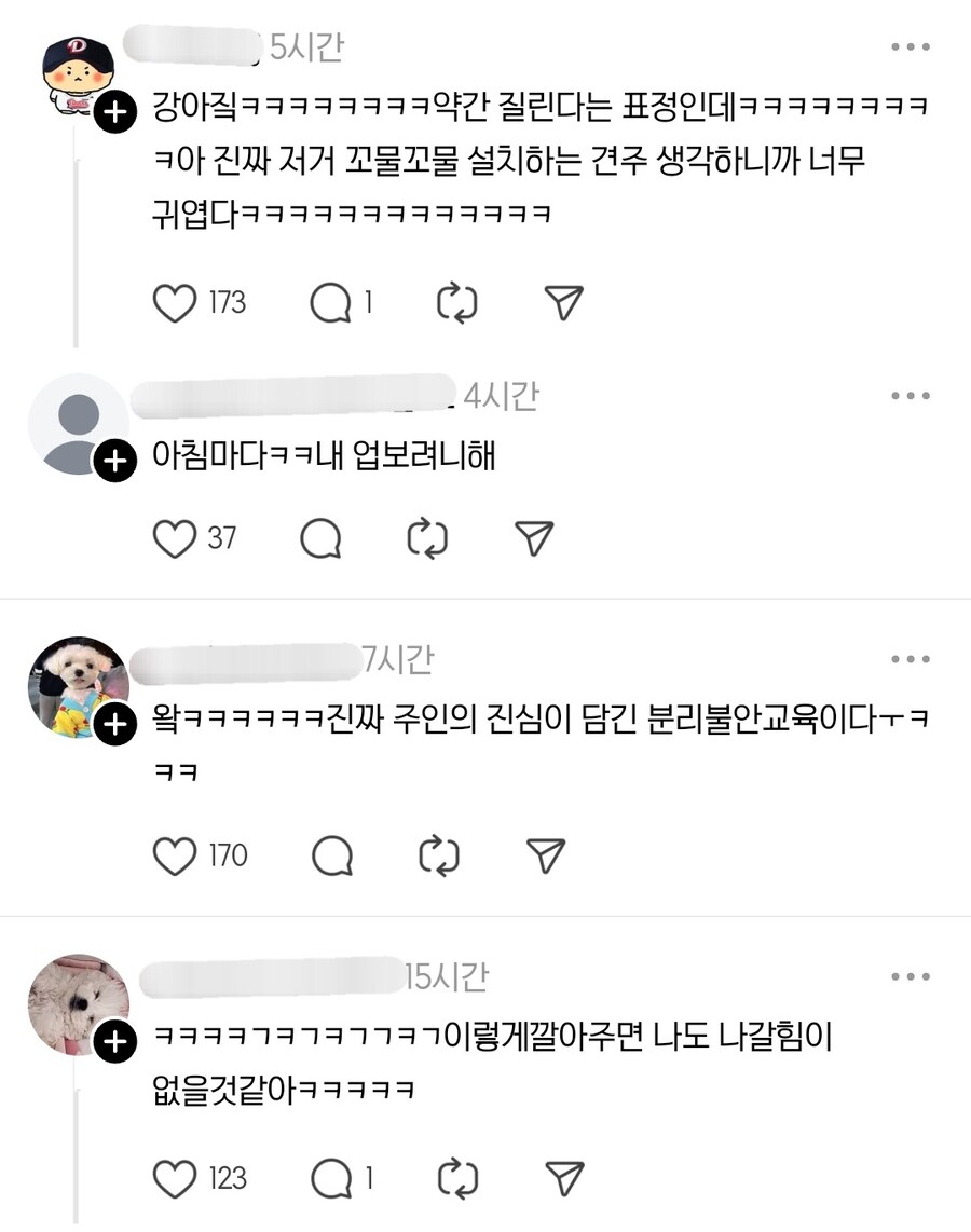 분리불안을 해소하기 위한 견주의 노력_4.jpg