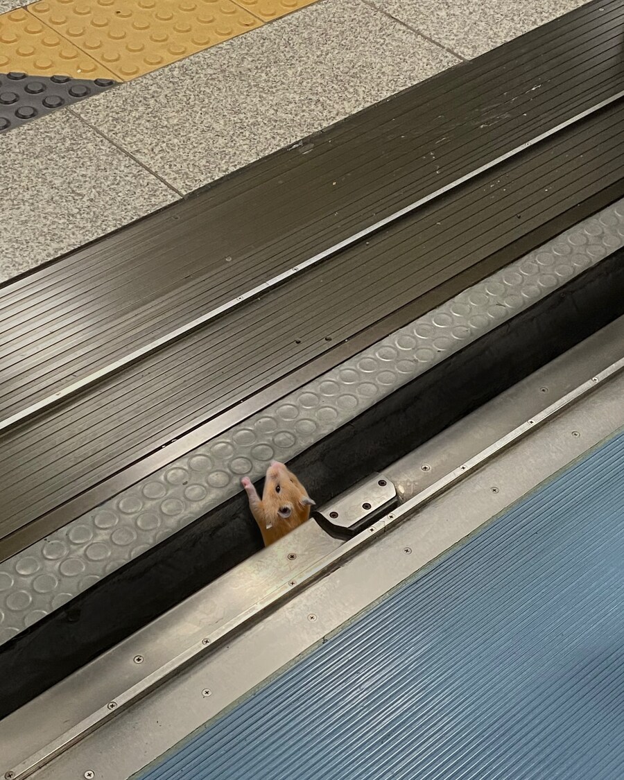 나도 루리웹 뉴비임_1.jpg