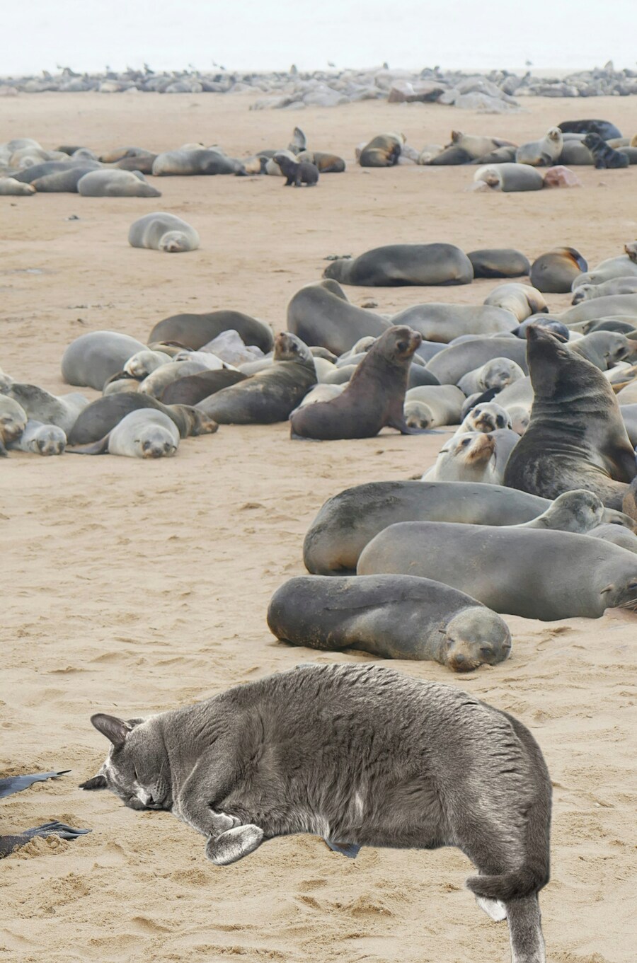 혹시 화장실 세면대에서 물마시는 고양이 있는 집사 있니_1.png
