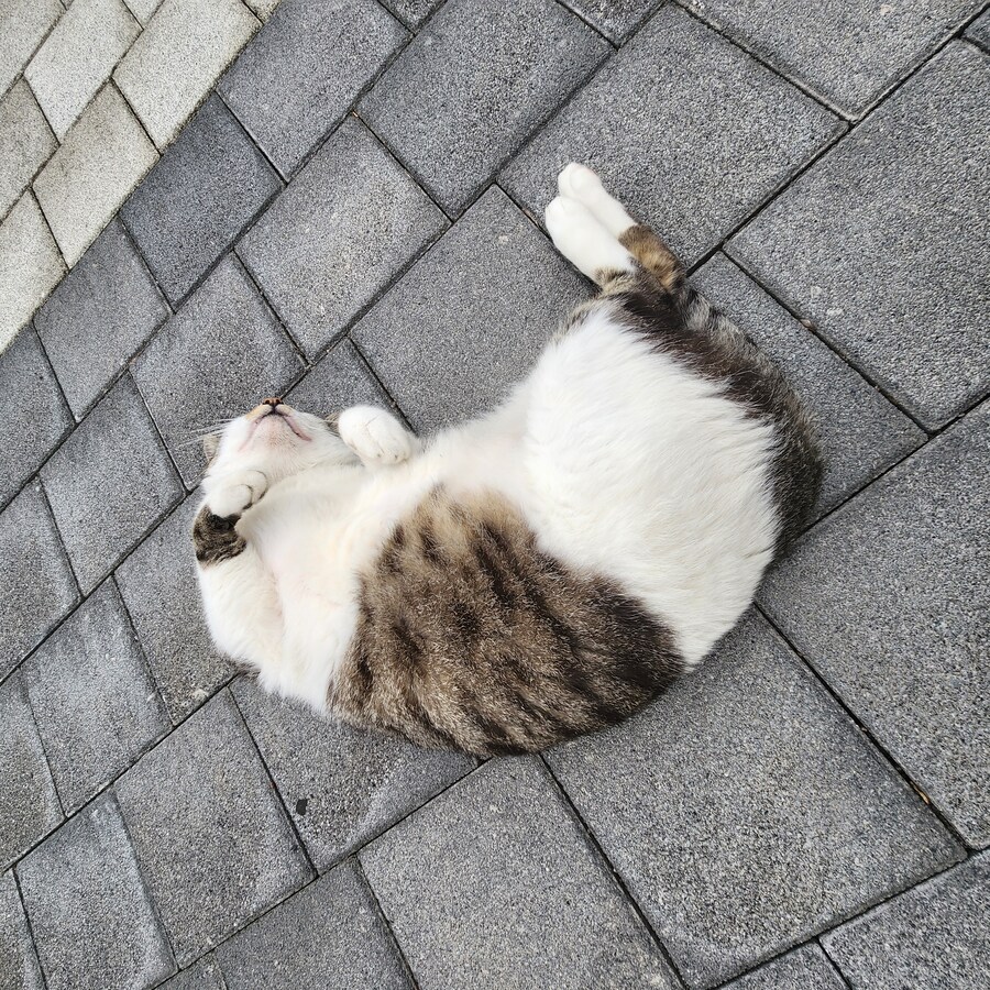 공원에 살고 있으니 공원냥이라고 부르려나_4.jpg