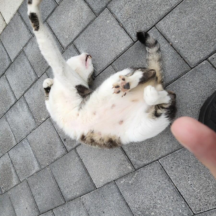 공원에 살고 있으니 공원냥이라고 부르려나_5.jpg