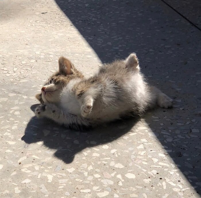 고양이 귀엽다_1.png