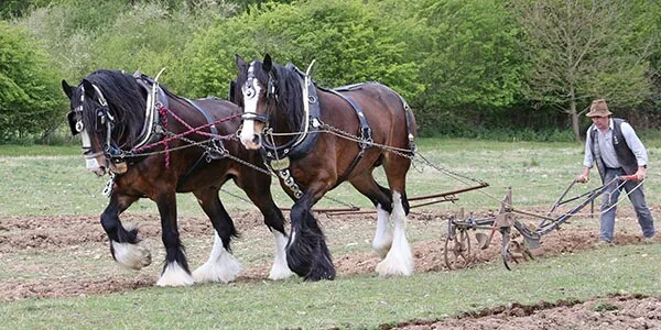 "승마장 출입금지당했어요... 왜인지 알아요?"_1.png