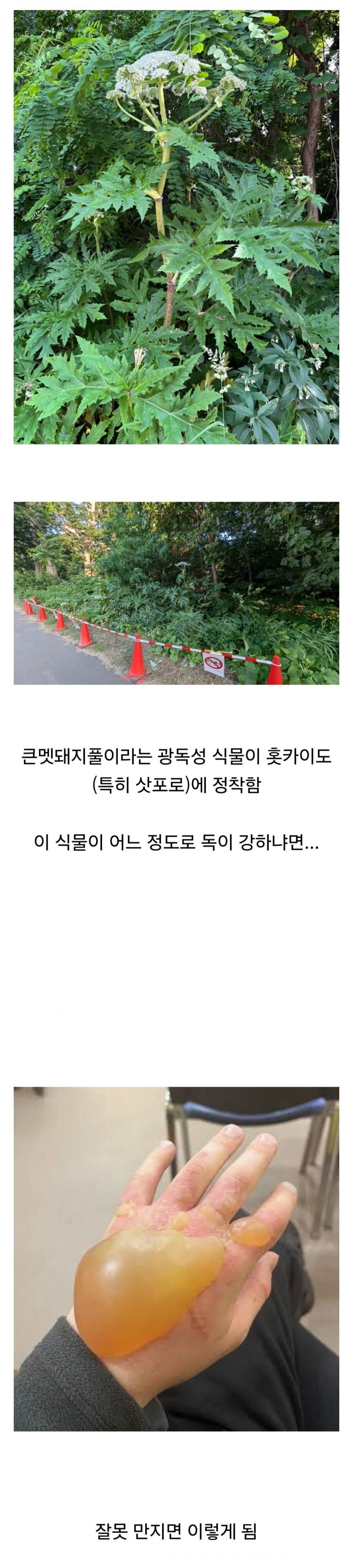 주의) 홋카이도 근황.jpg_1.jpg