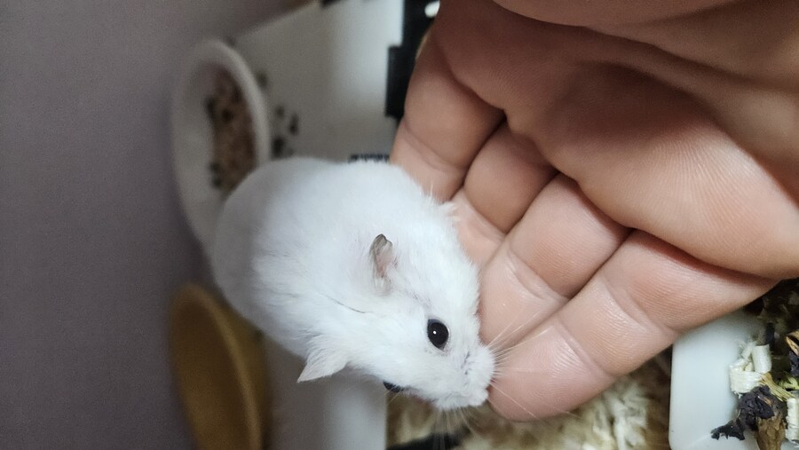 햄스터용 에어컨을 만들어보았습니다_5.jpg