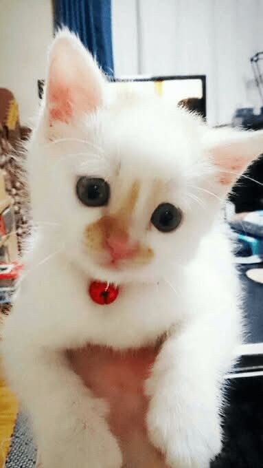 고양이 역변 레전드_1.jpg