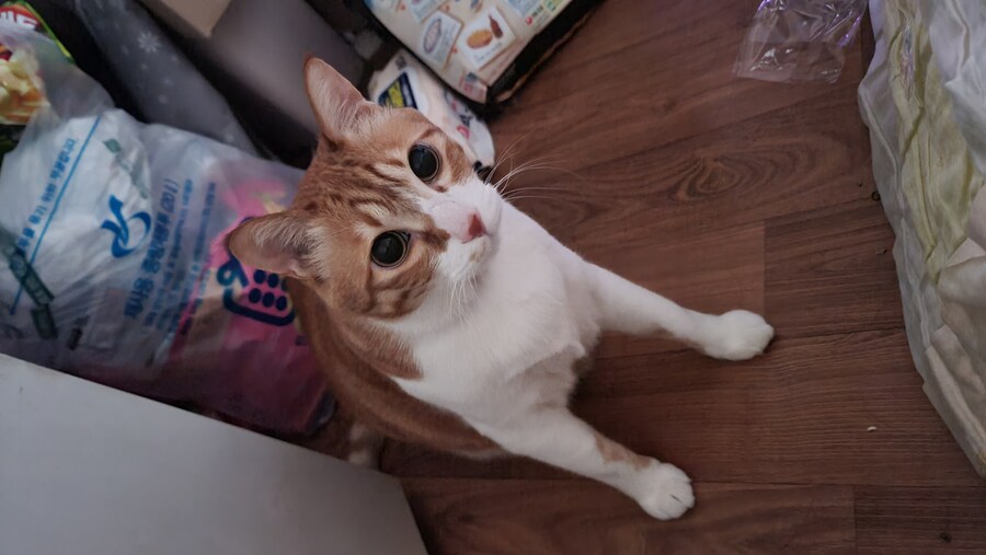 x토피아? 나도 달린다_4.jpg