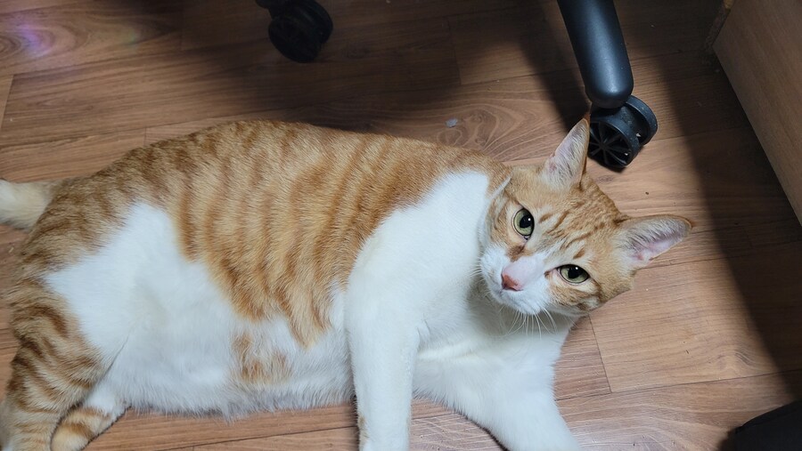 x토피아? 나도 달린다_6.jpg