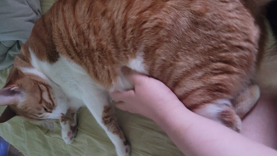 x토피아? 나도 달린다_2.jpg