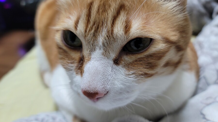 x토피아? 나도 달린다_7.jpg