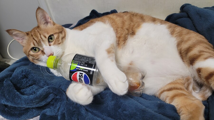 x토피아? 나도 달린다_9.jpg