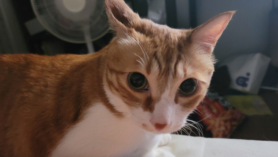 x토피아? 나도 달린다_15.jpg