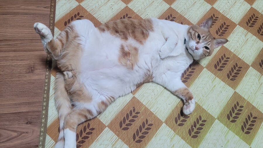 x토피아? 나도 달린다_17.jpg