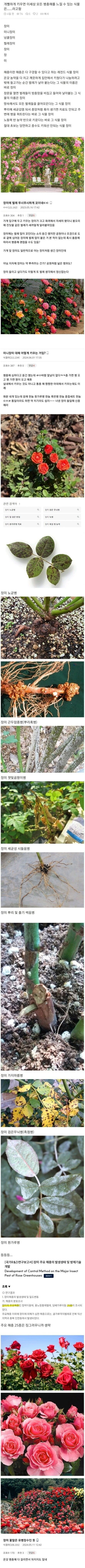 사람들이 잘 모르는 진정한 장미의 꽃말_1.jpg