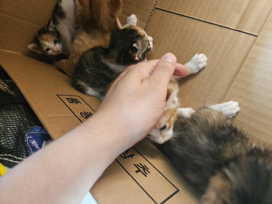 혼란스러운 유게 올리는_4.jpg