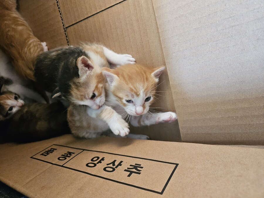 혼란스러운 유게 올리는_7.jpg