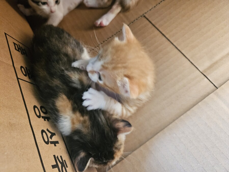 혼란스러운 유게 올리는_9.jpg