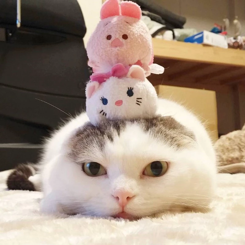 꼴리는 짤이나 보고 자라_1.webp