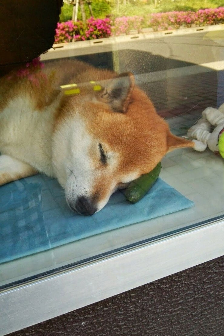 일본의 어느 구멍가게의 주인_6.jpg