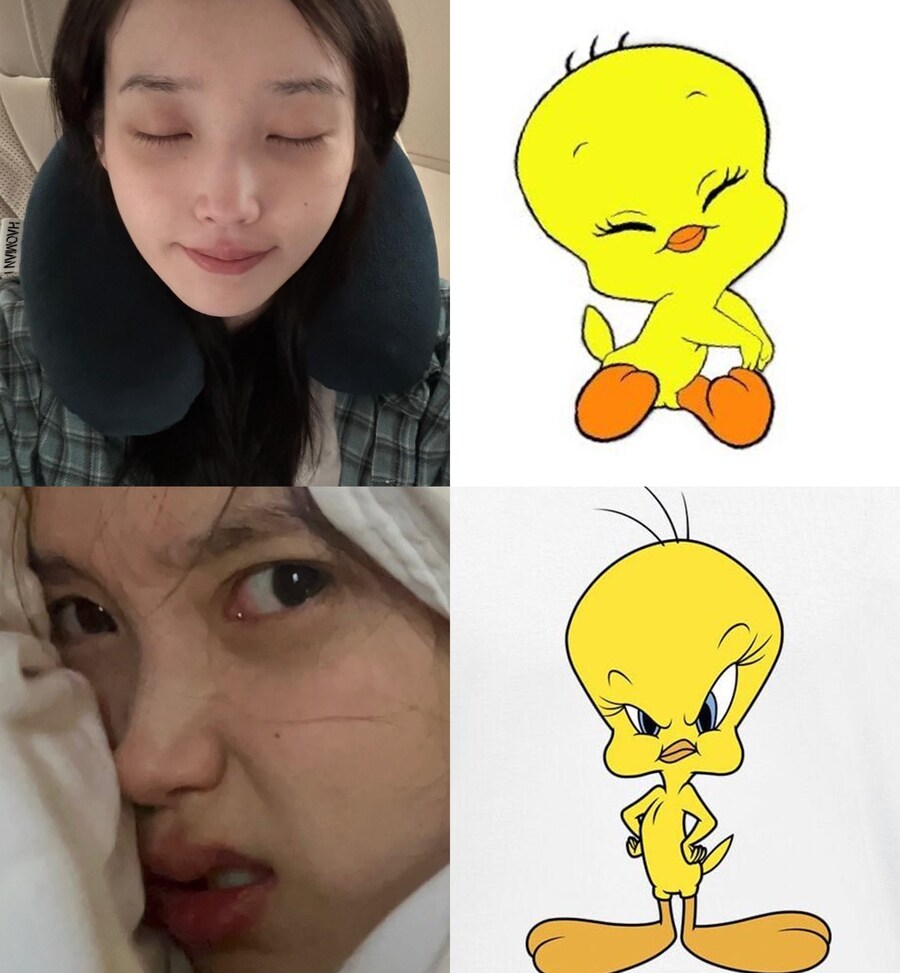 🐥 트위티 닮았지은_1.jpg