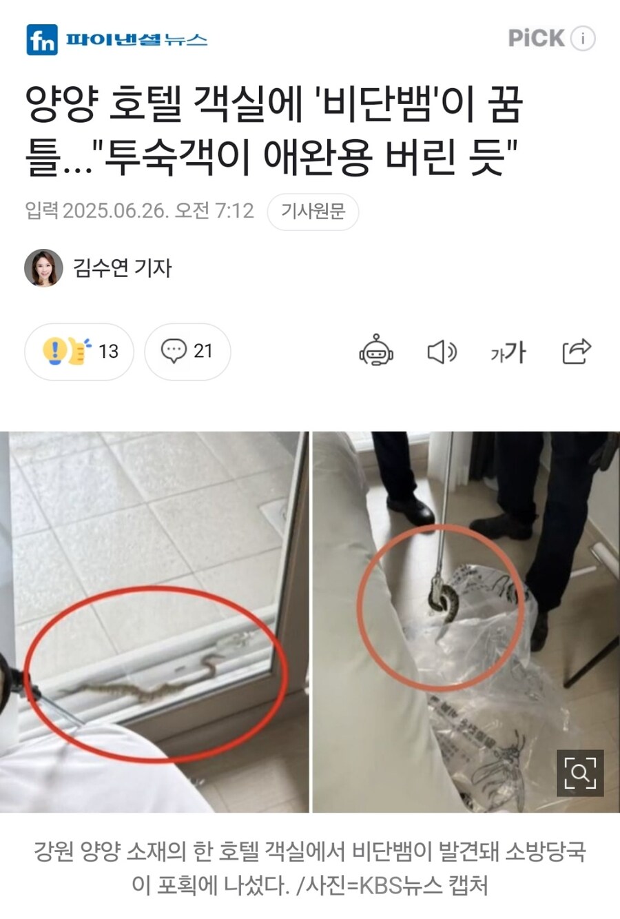 양양 호텔 객실에 '비단뱀'이 꿈틀..."투숙객이 애완용 버린 듯"_1.jpg