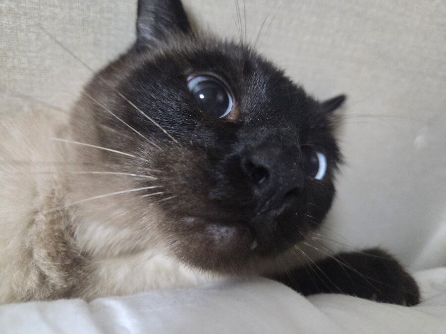 고양이 사진인데 이거 제목 정하기 너무 어려워요..._2.jpg