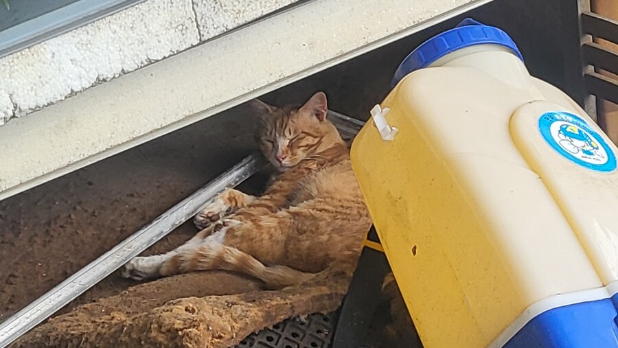 ㅇㅇㄱ)ㅂㅈㅇ식소스살포기 옆에서 자고있는 고양이_1.jpg