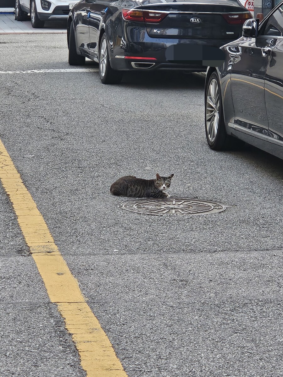 출근길에 도로 한복판서 식빵굽는 고양이 봤음_1.jpg
