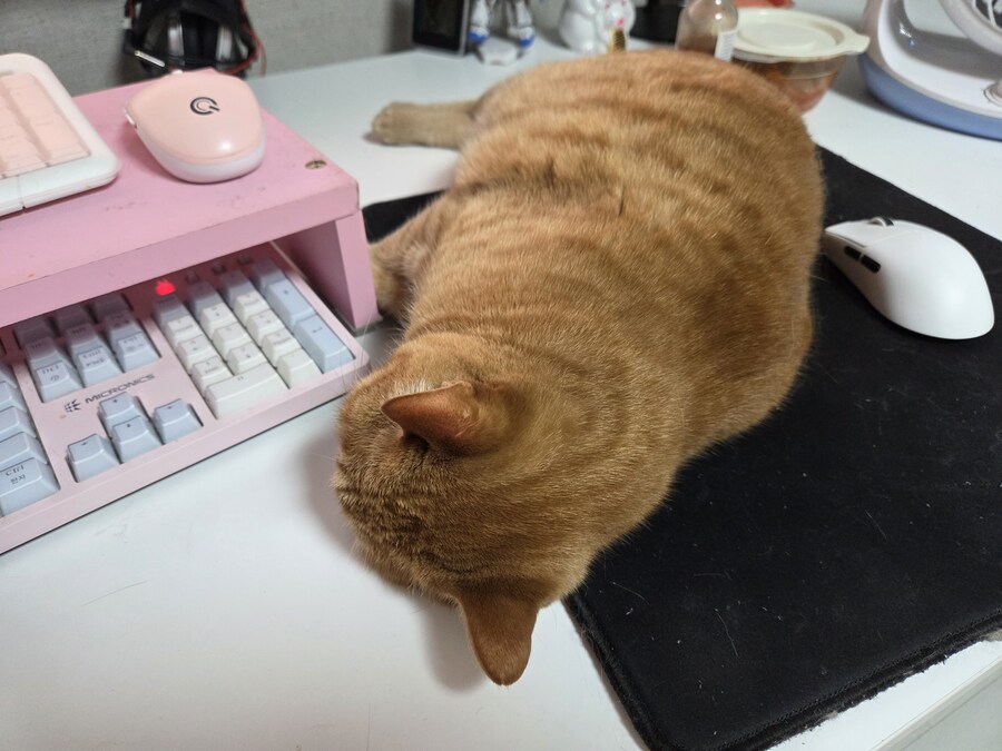 살려주세요. 정보고양이가 절 괴롭힙니다._1.jpg