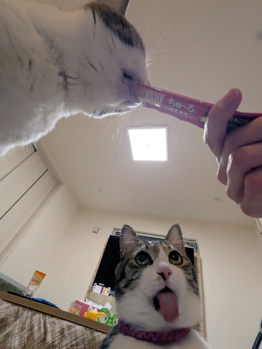 냥헤가오_1.jpg